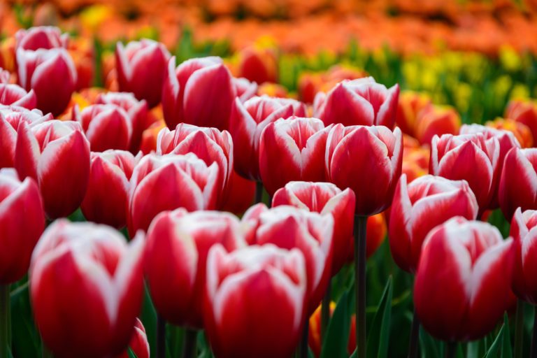 Best Time to Go to Netherlands for Tulips: A Comprehensive Guide