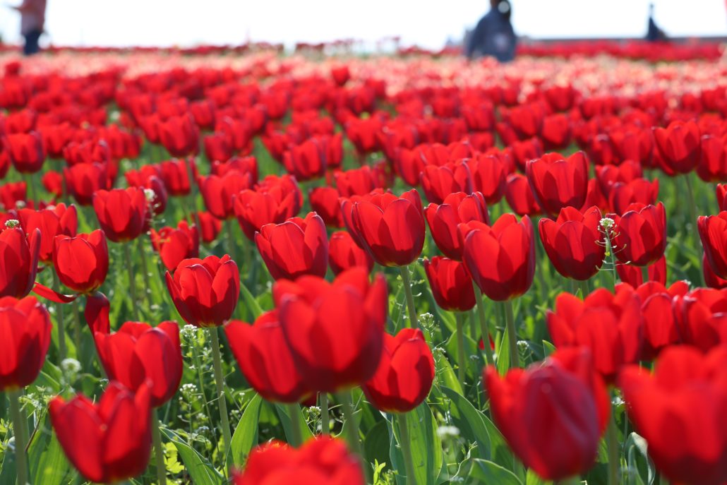 The best time to go to the Netherlands for tulips is generally mid-April, when the tulips are in full bloom and the weather is usually mild. However, it's important to keep in mind that the tulip season is highly dependent on weather conditions, so it's always a good idea to check the latest updates before planning your trip.
