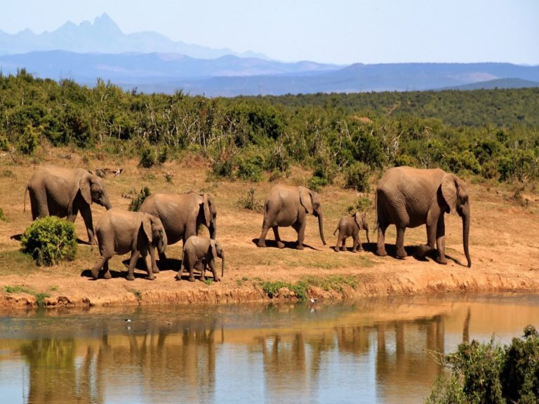 The Top 5 National Parks in South Africa for Wildlife Viewing